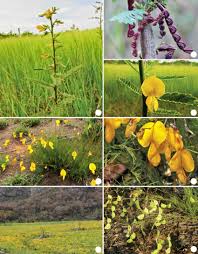 Image result for Aeschynomene sp. B