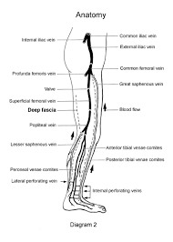 wsiat the venous system