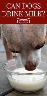 Can Dogs Drink Milk Proud Dog Mom Dog Food Recipes Dog Milk Drink Milk