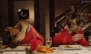 Some of his most popular segments have been referenced online in memes. Vdeo Shows Humanised Rescue Dogs Around A Table To Enjoy Festive Feast Daily Mail Online