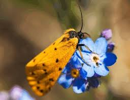 Image result for Setina roscida