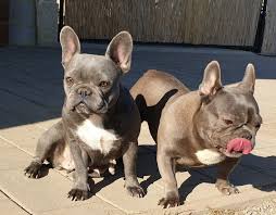 We breed french and english bulldogs ! Terry Blue French Bulldog Puppies Home Facebook