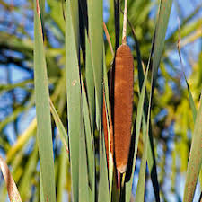 Image result for Rutidea orientalis