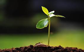 Ekim ayında hangi çiçekler ekilir? Hangi Sebze Hangi Ayda Ekilir Sebze Ekim Takvimi Ege Pazarindan