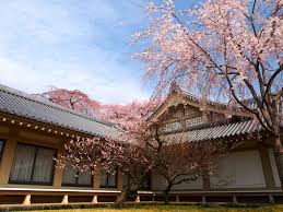 Gunung fuji, yang adalah gunung nomor 1 di jepang, dipilih sebagai situs warisan dunia, dan telah menarik lebih dan lebih banyak lagi wisatawan. 8 Tempat Wisata Jepang Saat Musim Semi Yang Wajib Dikunjungi