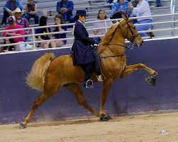 The tennessee walking horse has a finely chiseled head without appearing dainty, large eyes and short, erect ears. Fran Jurga S Hoofcare Lameness Researchers Tennessee Walking Horse Shoeing And Chains Caused No Pain Stress Or Inflammation In University Of Tennessee Study