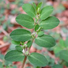 VPlants - Euphorbia prostrata