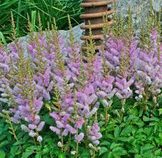 Chinese Astilbe Pumila Shade Garden Plant Perennial Flower Plumes Hardy No Deer Flowers Perennials Plants Perennials