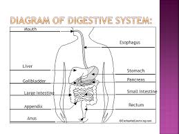 Sbi3u1 The Digestive System Is Made Up Of 1 The Digestive Tract 2 Accessory Organs Ppt Download As teeth tear, cut, and grind food, three pairs of glands make saliva. digestive tract 2 accessory organs
