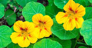 Nasturtiums Colorful Flowers That Are Fast And Easy To Grow Not Only Contain Beneficial Amounts Of Vitamin C Iron And Manganese Beta Moestuin Tuin Bloemen