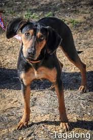 See more ideas about coonhound, coon dogs, coon hunting. B T Coonhound