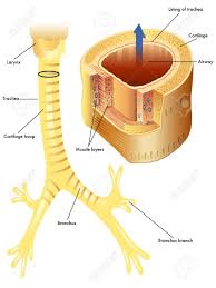 Anatomy Of The Trachea Royalty Free Cliparts Vectors And Stock Illustration Image 17438472