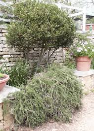 Maybe you would like to learn more about one of these? Rosemary A Robust Herb Of Winter Finegardening