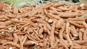 Cassava farming losing ground for market space – Daily Trust