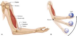 Location of origin or insertion: Anatomy Of The Muscular System Basicmedical Key
