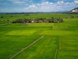 Tanaman padi di malaysia merupakan tanaman utama memandangkan padi ialah makanan asasi masyarakat di rantau ini. Mada Peneraju Industri Padi Malaysia