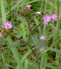 Image result for Elephantopus