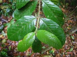 Image result for Cassipourea