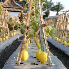 Until these roots are developed, you should water the plants regularly with slow, deep soaks. Growing Honeydew Melon From Seeds Garden Season Guide