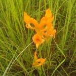 Image result for Platycoryne