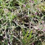 Image result for Gutenbergia rueppellii