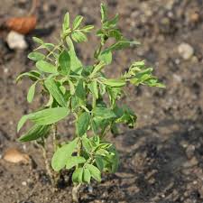 Image result for Lens culinaris