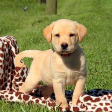 Maybe you would like to learn more about one of these? Labrador Retriever Puppies For Sale Colorado Springs Co 213010