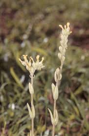 Image result for Kalanchoe lanceolata