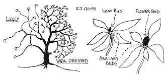 Jars V54n1 Tips For Beginners Pruning Of Rhododendrons And Azaleas Pruning Rhododendrons Rhododendron Prune