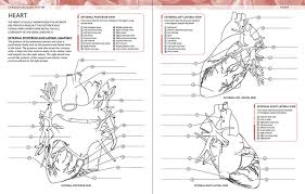 Download this adorable dog printable to delight your child. How To Draw Anatomy Heart