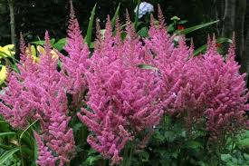 Bluhende Bodendecker Prachtspiere Astilbe Chinensis Bodendecker Pflanzen Pflanzen Schatten