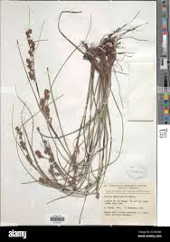 Image result for Scleria sp.no.1