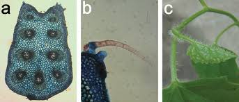 Image result for Eureiandra sp. A