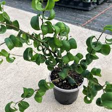 Image result for Ficus