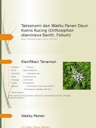 Check spelling or type a new query. Taksonomi Dan Waktu Panen Daun Kumis Kucing