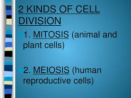 In cell division, one cell is divided into two or more than two passing from specific stages. Cell Division And Mitosis Ppt Download