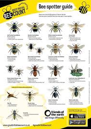 hinton pest control on british bees types of bees bee