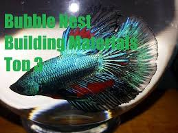Things You Can Use For Your Betta Building A Bubble Nest Betta Betta Fish Bubbles