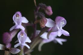 Image result for Graphorkis