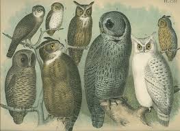 Https Farm4 Staticflickr Com 3550 3439573001 3c3015a0fd Z Jpg Owl Illustration Owl Images Bird Prints