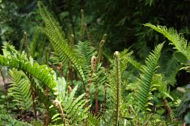 Image result for Parapodium costatum