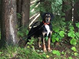 Image result for sedmihradský honič