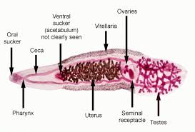 It may reach a size of 3 cm in length and 1.5 cm in breadth. Sheep Liver Fluke Diagram Vtwctr