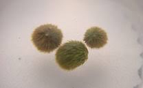 Image result for Utricularia stellaris