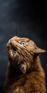 Cute Cat Wallpapers Hd For Mobile Phone Women S Cat T Shirts I Like Cats Very Much Cute Dog Wallpaper Beautiful Cats Cute Cats And Kittens
