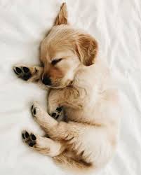 Puppy Love Did You Know Nature S Gift Australia Sustain Dog Food Has All Natura Dogfood Hashtags Komik Hayvan Fotograflari Komik Hayvan Hayvan Mizahi