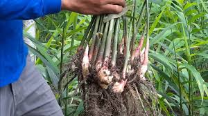 9 cara menanam jahe dengan sistem hidroponik paling mudah salam budidaya. Budidaya Jahe Merah Dusun Tato Didukung Olahan Serbatnya Lombokinfo