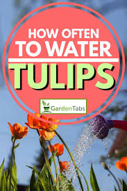 How to water properly, we will talk below. How Often To Water Tulips Garden Tabs