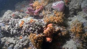 Korallenriff im roten meer mit tischförmigen acroporen. Erstes Korallenriff Seiner Art Vor Italien Entdeckt Welt
