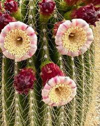 Image result for Neoboutonia